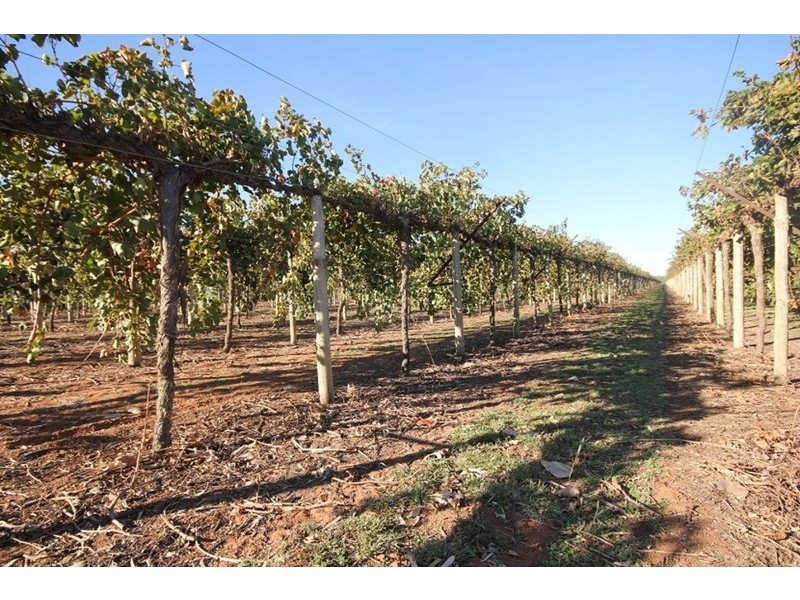 253 Gol Gol North Road, Gol Gol NSW 2738