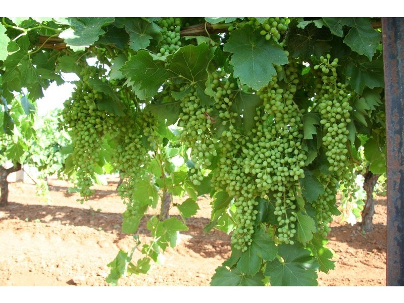 124 – 125 Seventh Street, Merbein VIC 3505