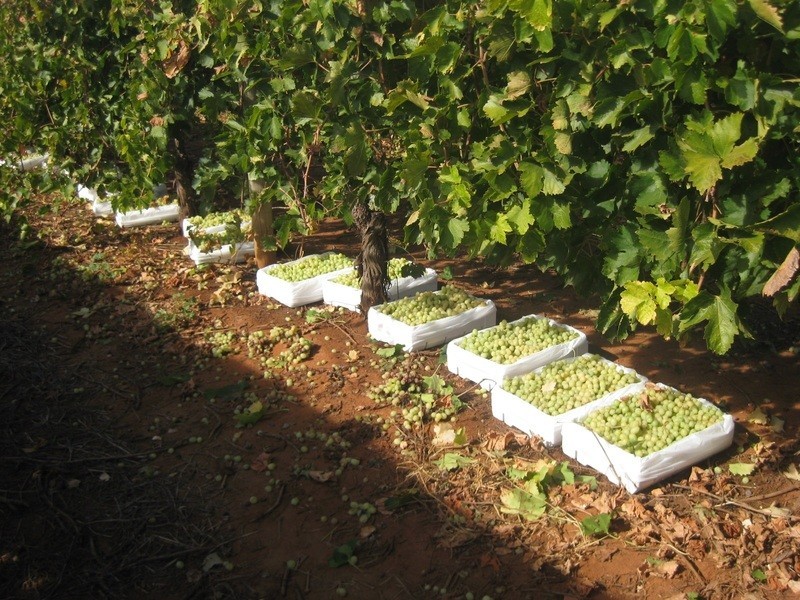 0 Belar Avenue, Irymple VIC 3498