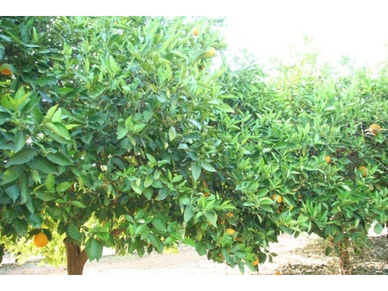 Lots 1 & 2 Cupper Road, Yelta VIC 3505