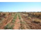 128 Coorong  Avenue, Irymple VIC 3498