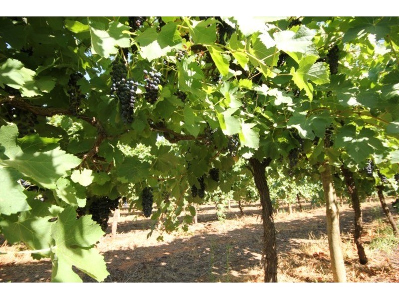 109 & 112 Wolfe  Road, Red Cliffs VIC 3496