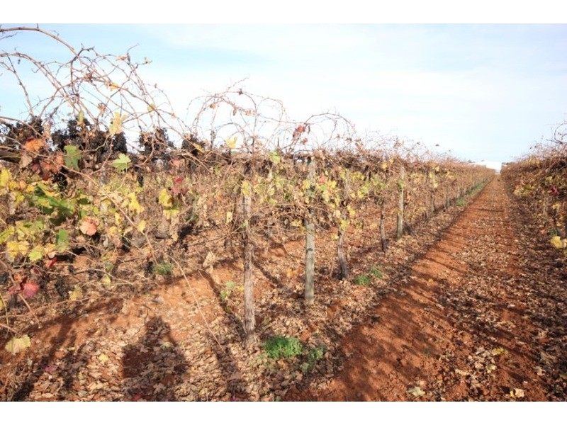 109 & 112 Wolfe  Road, Red Cliffs VIC 3496