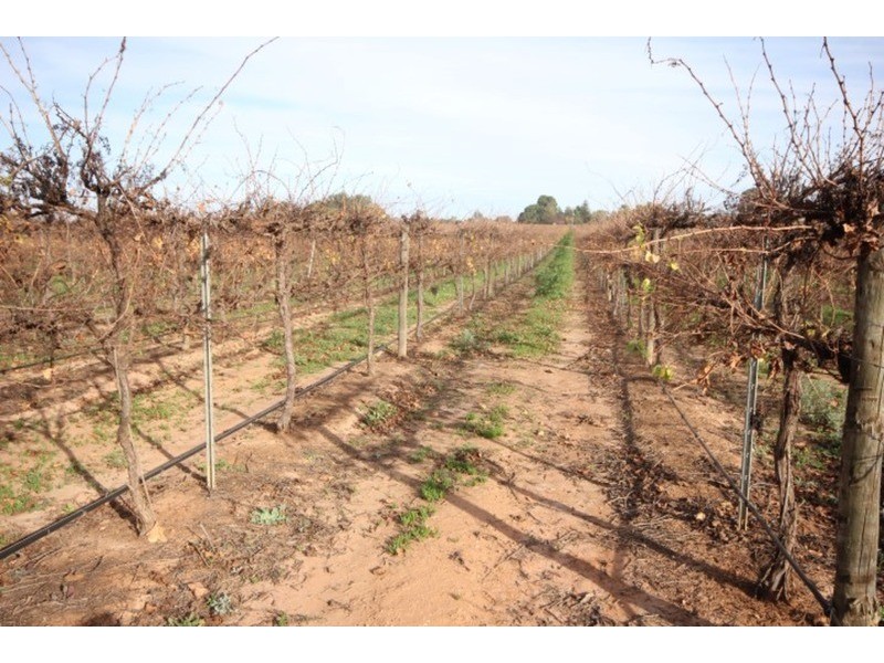 109 & 112 Wolfe  Road, Red Cliffs VIC 3496