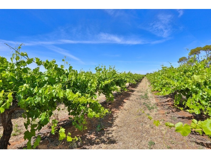 151 Ginquam Avenue, Irymple VIC 3498