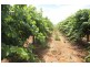 294,310,311 Tulloch Road, Red Cliffs VIC 3496