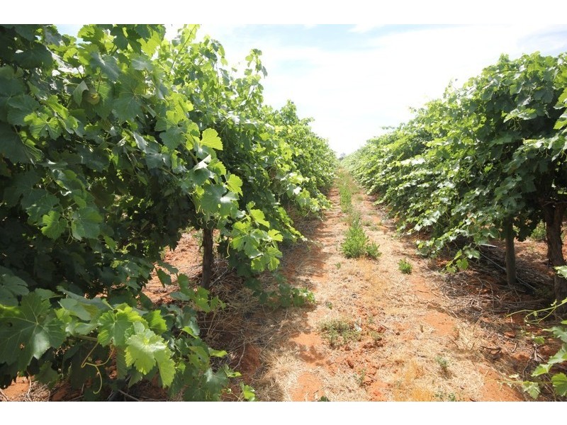 294,310,311 Tulloch Road, Red Cliffs VIC 3496