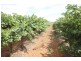 294,310,311 Tulloch Road, Red Cliffs VIC 3496