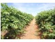 294,310,311 Tulloch Road, Red Cliffs VIC 3496