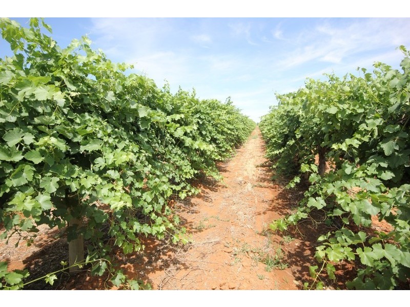 294,310,311 Tulloch Road, Red Cliffs VIC 3496
