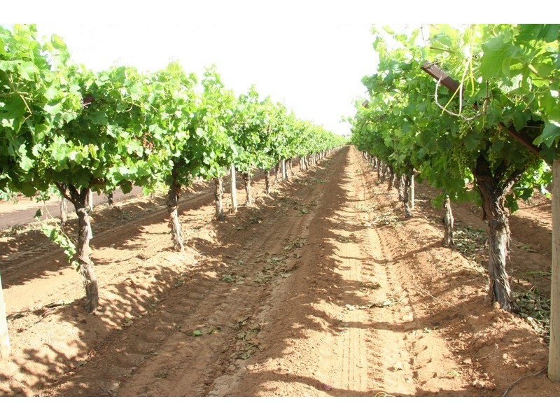 124-125 Seventh Street, Merbein South VIC 3505