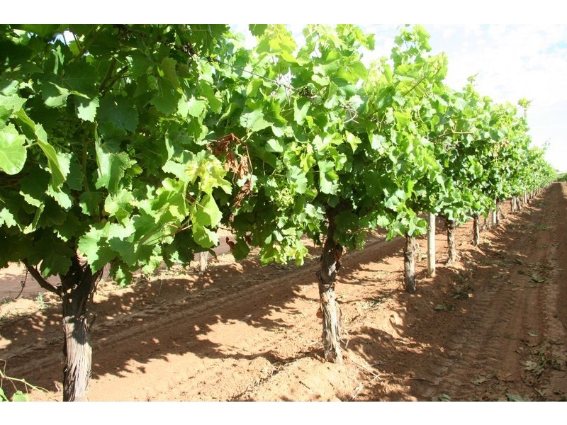 124-125 Seventh Street, Merbein South VIC 3505