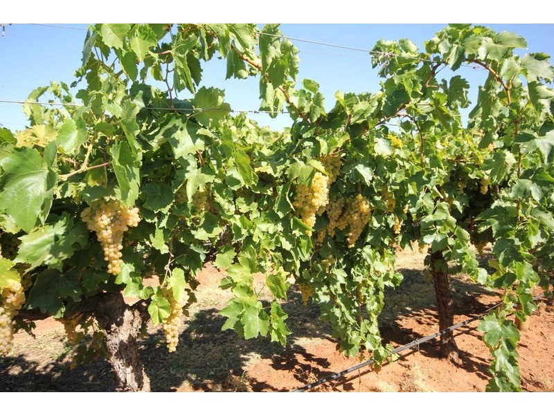 67 Pumps Road, Red Cliffs VIC 3496