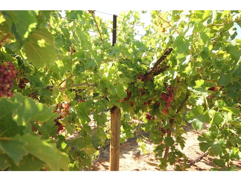 67 Pumps Road, Red Cliffs VIC 3496