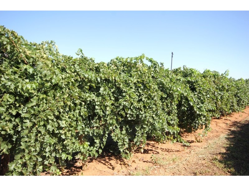 67 Pumps Road, Red Cliffs VIC 3496