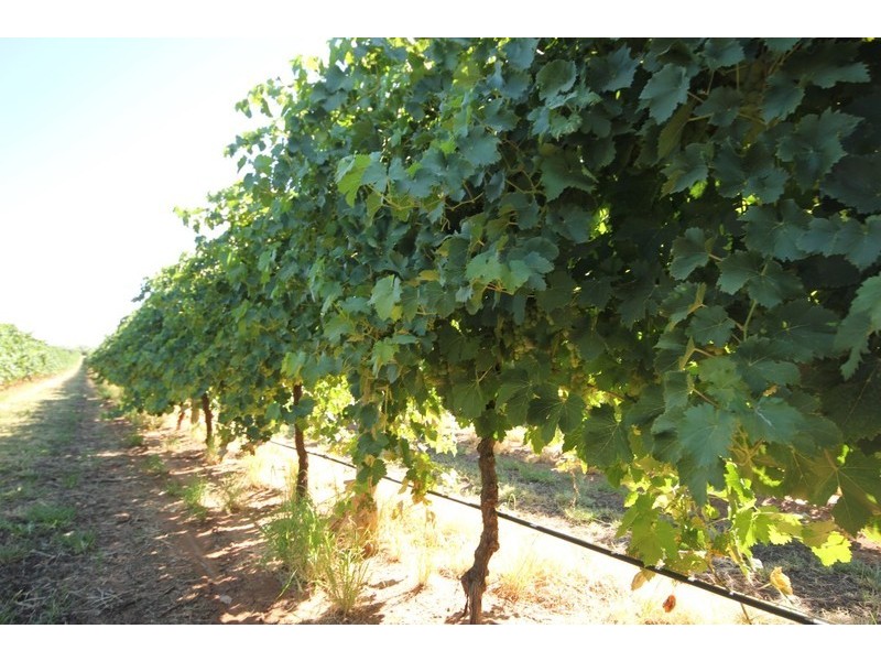 67 Pumps Road, Red Cliffs VIC 3496