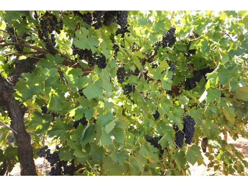 67 Pumps Road, Red Cliffs VIC 3496