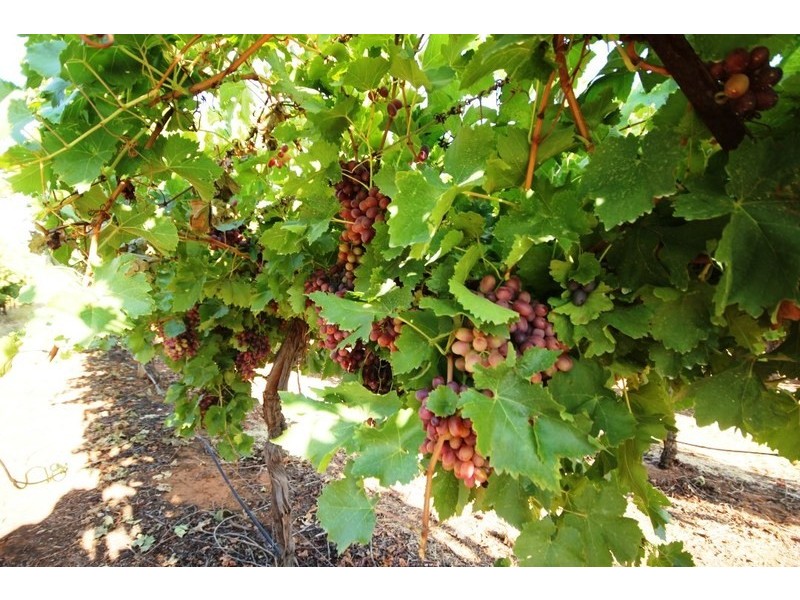 292 & 293 Coorong Avenue, Red Cliffs VIC 3496