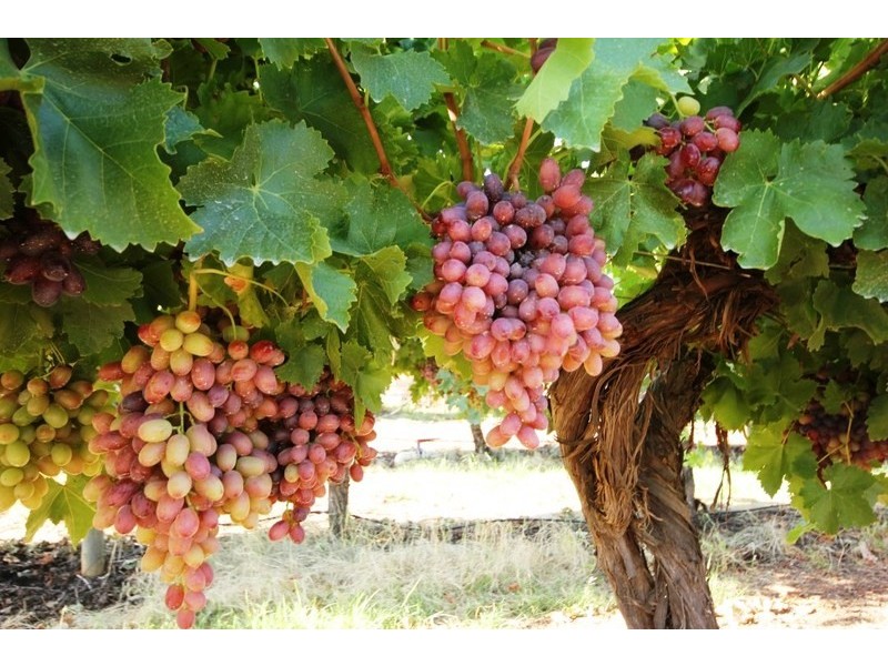 292 & 293 Coorong Avenue, Red Cliffs VIC 3496