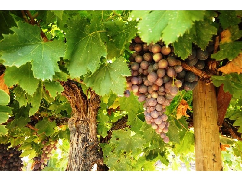 292 & 293 Coorong Avenue, Red Cliffs VIC 3496