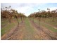81 Wells Road, Merbein VIC 3505