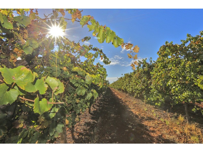 141 Pascendale Avenue, Yelta VIC 3505