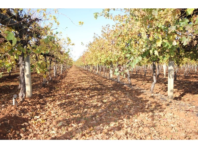 141 Pascendale Avenue, Yelta VIC 3505