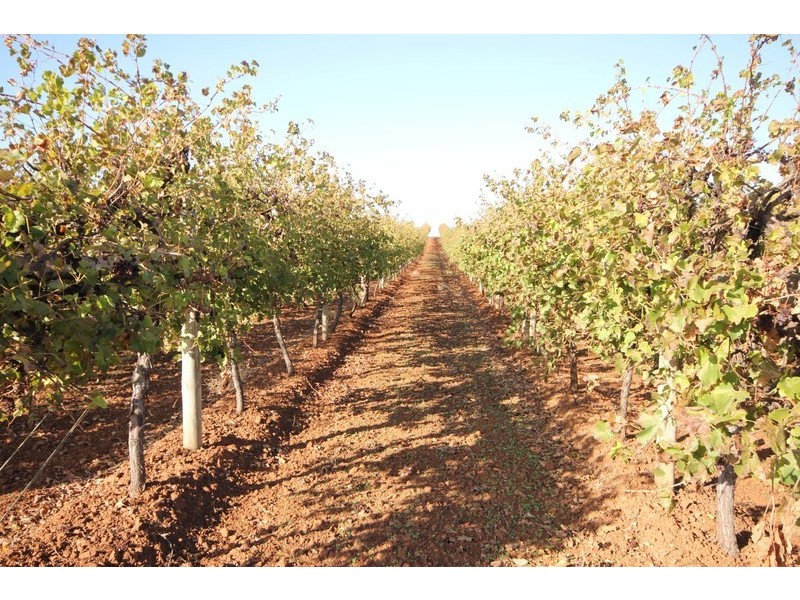 141 Pascendale Avenue, Yelta VIC 3505