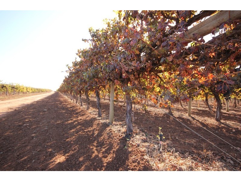 141 Pascendale Avenue, Yelta VIC 3505