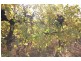 Lot 1 Pascendale Avenue, Yelta VIC 3505