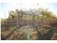 Lot 1 Pascendale Avenue, Yelta VIC 3505
