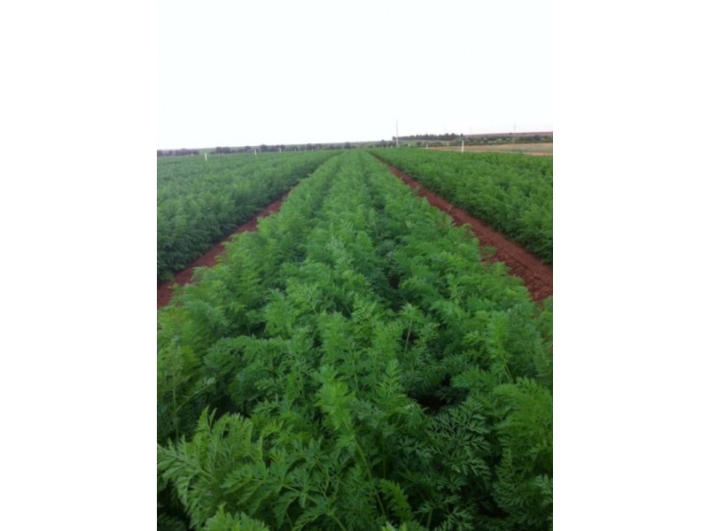 Lots 8, 9 & 10 Hocking Road, Happy Valley VIC 3351