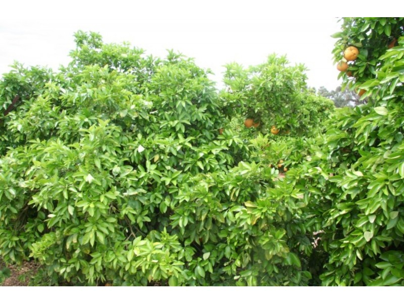 140 Melaleuca Street, Buronga NSW 2739