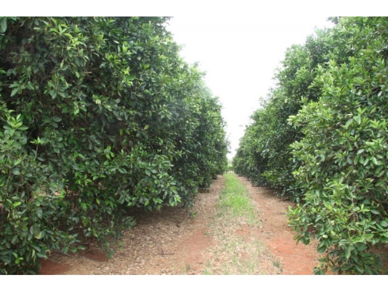 140 Melaleuca Street, Buronga NSW 2739