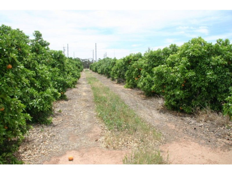 140 Melaleuca Street, Buronga NSW 2739