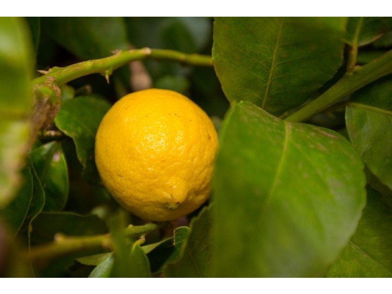 Blk/366 Citrus Drive, Dareton NSW 2717