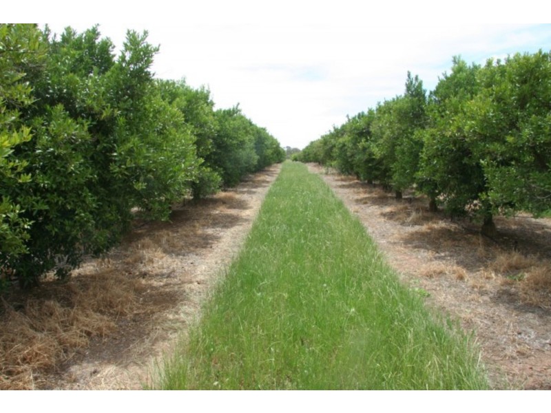 140 Melaleuca Street, Buronga NSW 2739