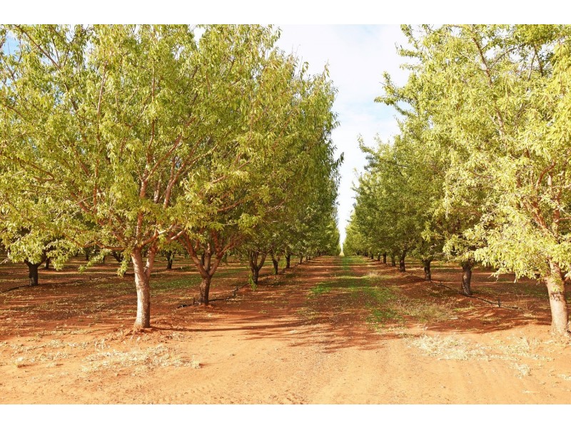 213 Calder Highway, Red Cliffs VIC 3496