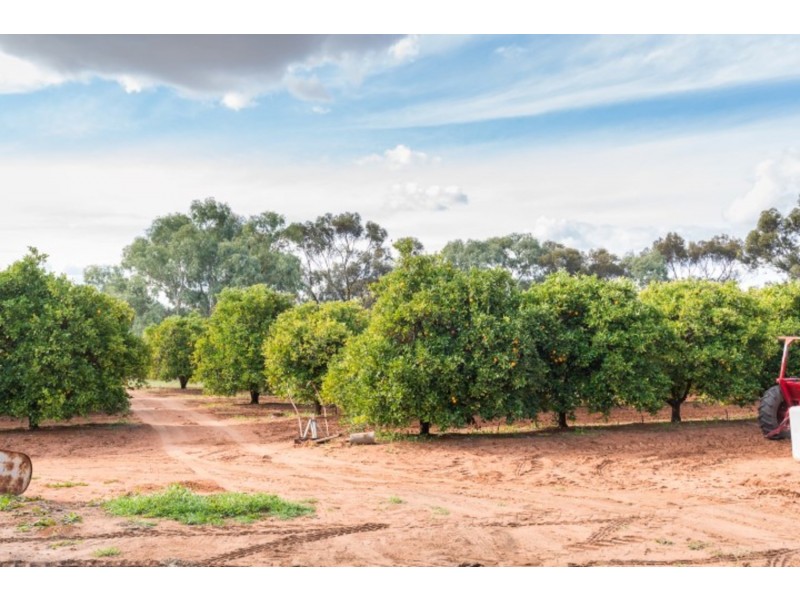 237 Coorong Avenue, Irymple VIC 3498