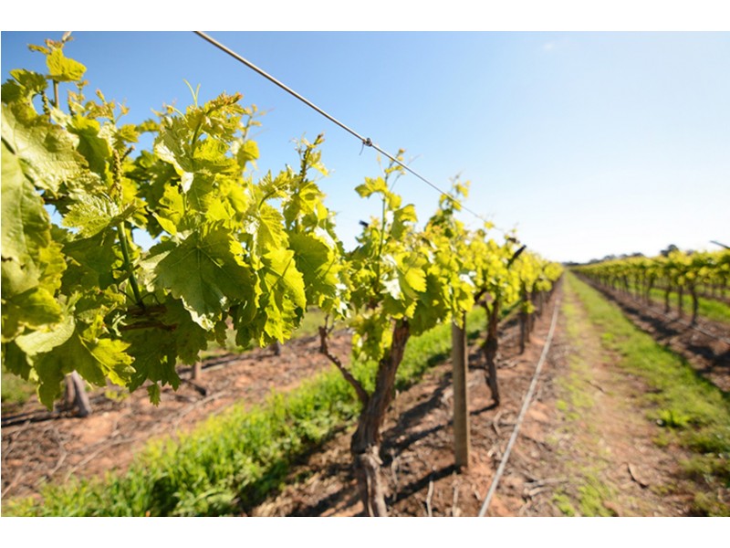 115  Paschendale Avenue, Yelta VIC 3505