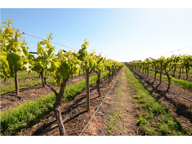 115  Paschendale Avenue, Yelta VIC 3505