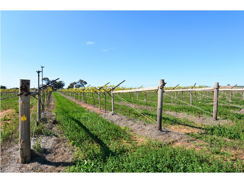 115  Paschendale Avenue, Yelta VIC 3505