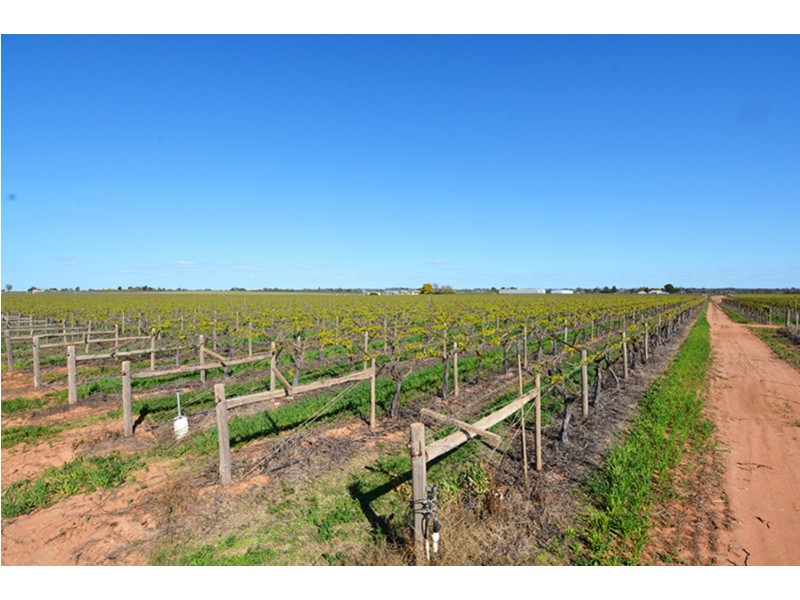 115  Paschendale Avenue, Yelta VIC 3505