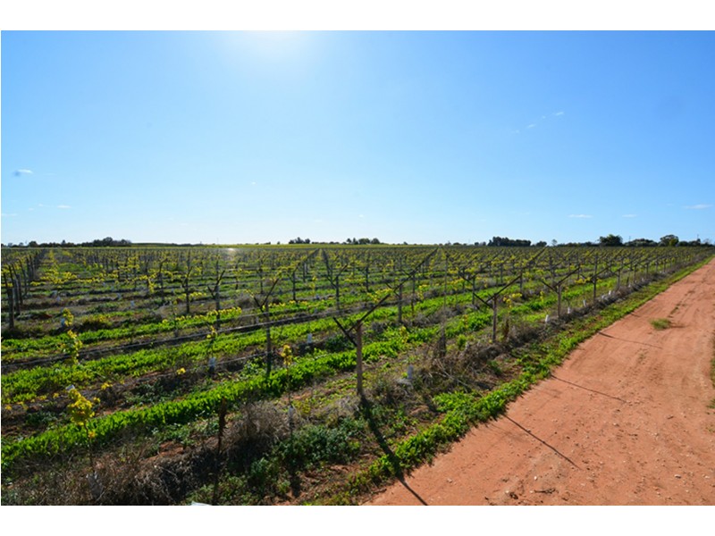 115  Paschendale Avenue, Yelta VIC 3505