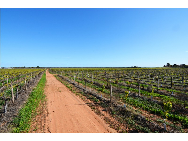 115  Paschendale Avenue, Yelta VIC 3505