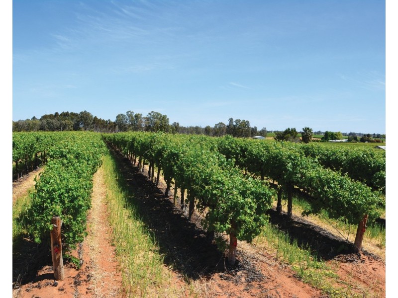 162 Scout Hall Road, Red Cliffs VIC 3496