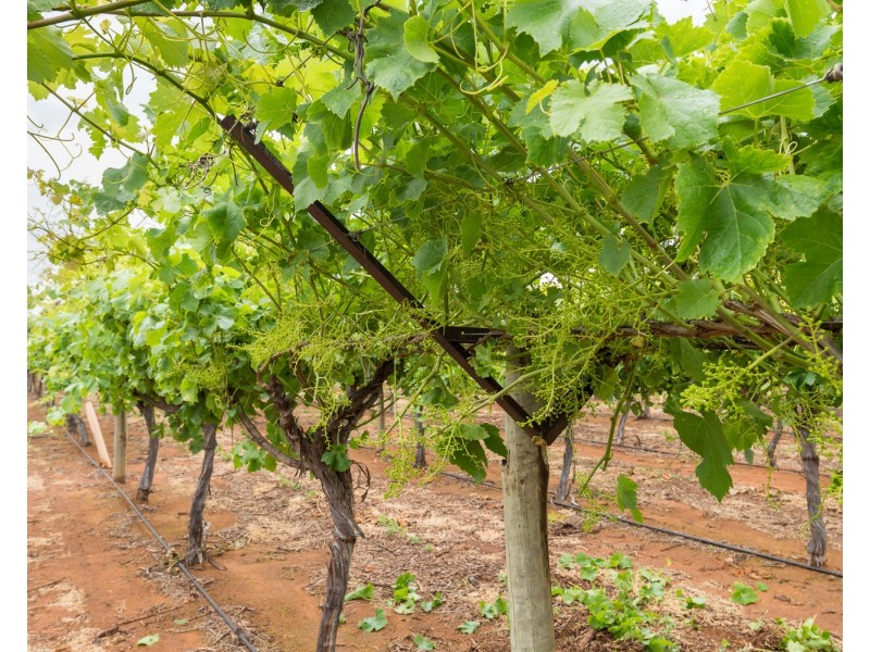 178 Arumpo Road, Buronga NSW 2739