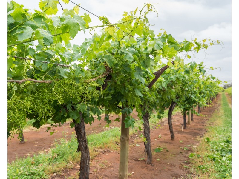 178 Arumpo Road, Buronga NSW 2739