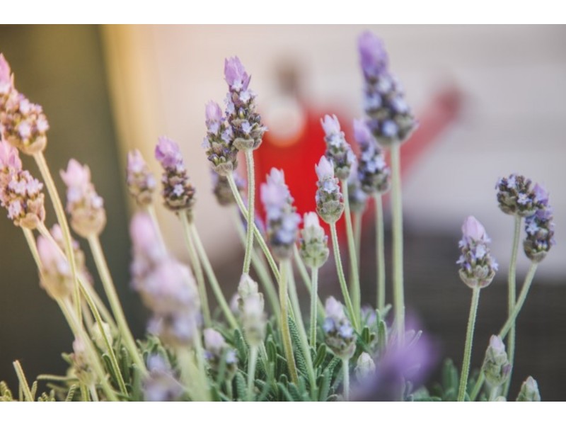 87 Eighth Street, Mildura VIC 3500