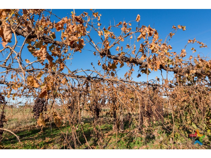 85 Cassia Street, Red Cliffs VIC 3496